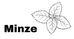 Minze hilft sicher bei Erkältungen und Schnupfen. Ihr frischer Duft bringt neue Ideen in den Kopf, fördert die Konzentration und den Arbeitswillen.