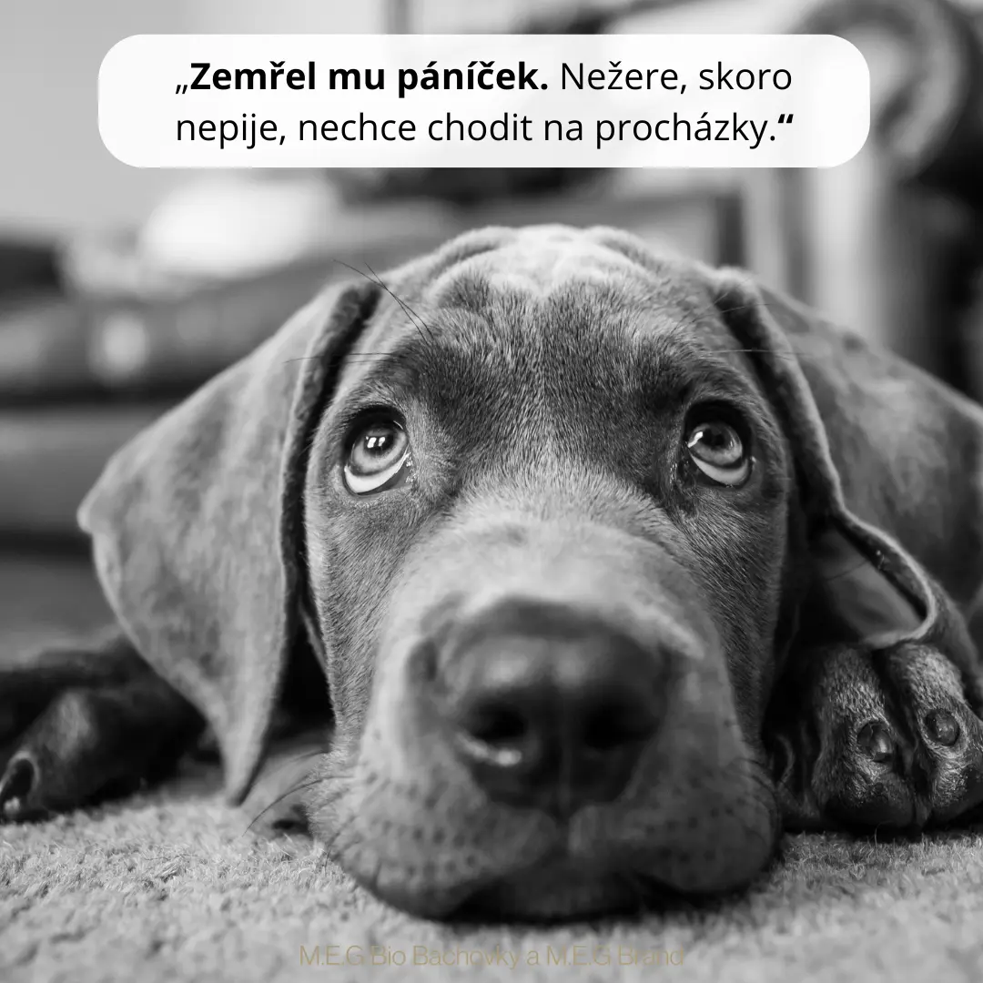 M.E.G Bio Bachovky pomohou odstranit strach a bloky, všechny negativní emoce u zvířat.