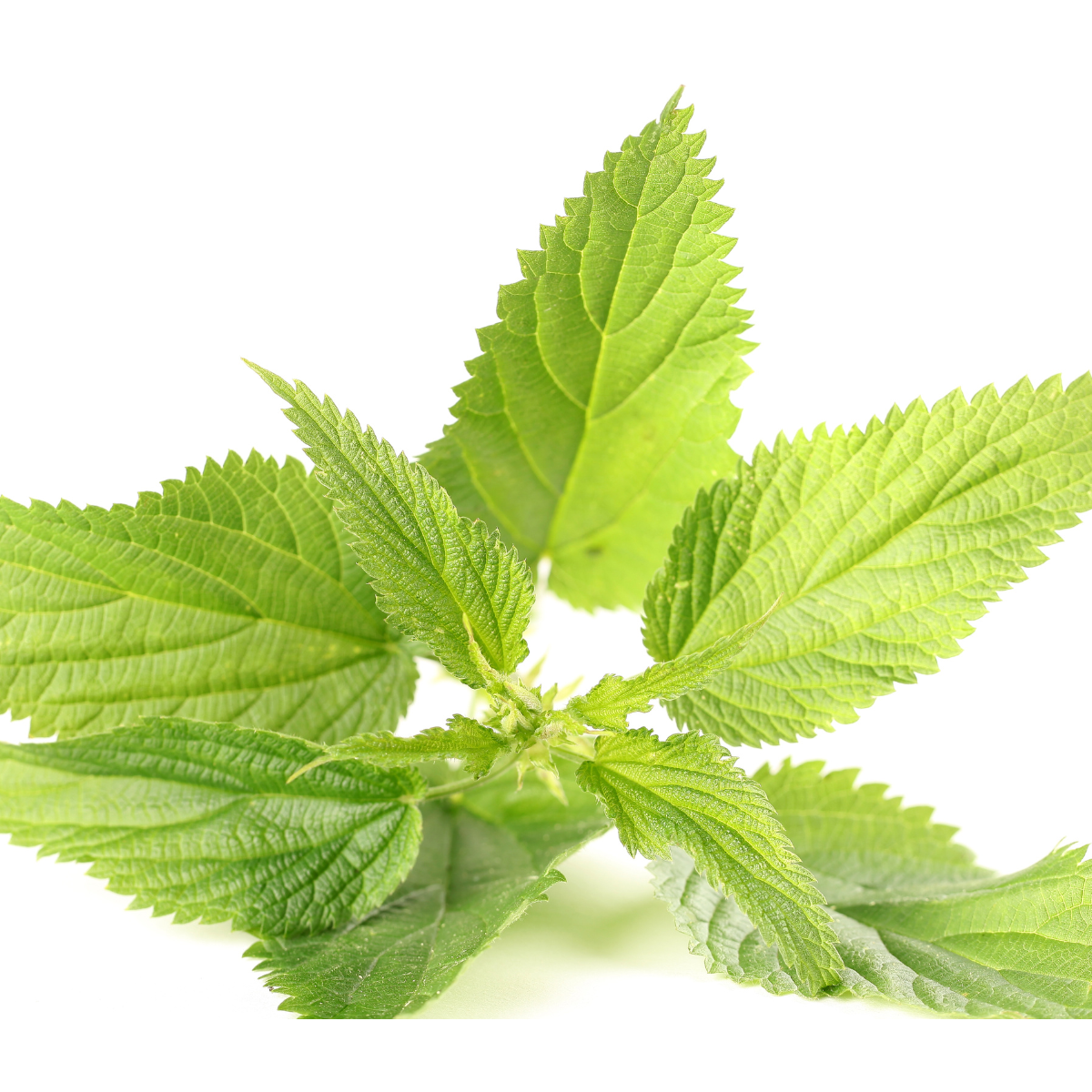 Forskolin