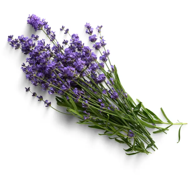 M.E.G Termální voda levandule má léčivé a uklidňující účinky, je vhodná pro klid a relaxaci.