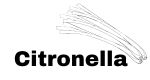 Citronella provides energy, stimulates, and motivates.