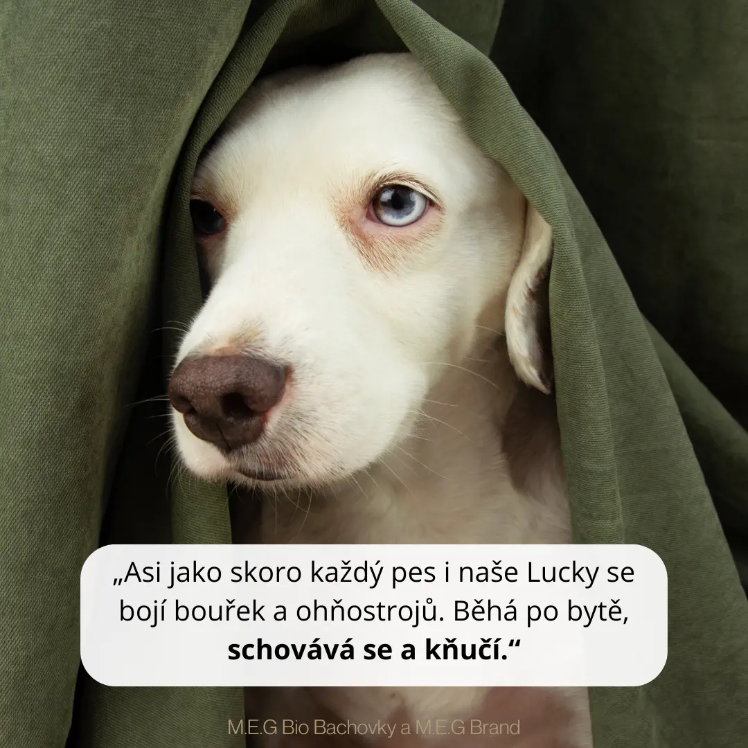 M.E.G Bio Bachovky pomohou odstranit bloky, strach, stres našim čtyřnohým mazlíčkům.